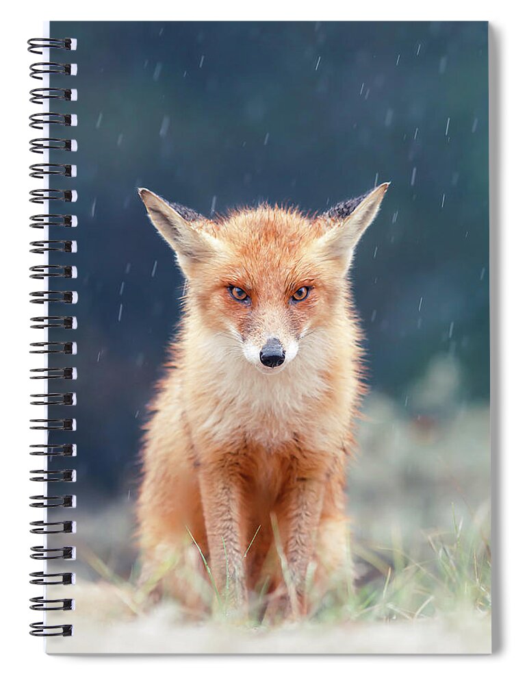 Wildlife Art Print Curious Red Fox Poster Art Style Decor Poster No Frame